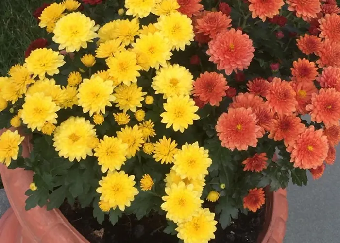 Bella מלון דירות